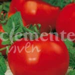 TOMATE MARGOBLE CLASICO