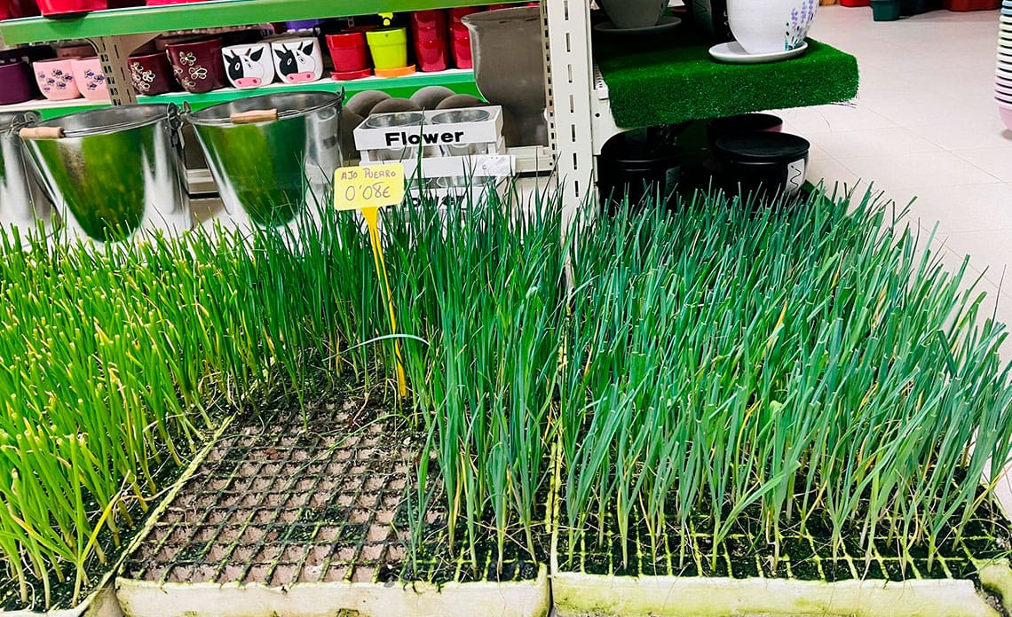 20210305 momento planteles hortalizas