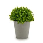 MACETA GRIS HOJAS ANCHAS