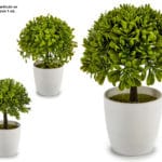 ARBOL PEQ. HOJA GRANDE