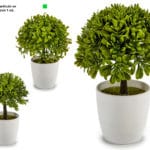 ARBOL PEQ. HOJA MEDIANA