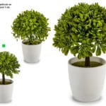 ARBOL PEQ. HOJA PEQUEÑA