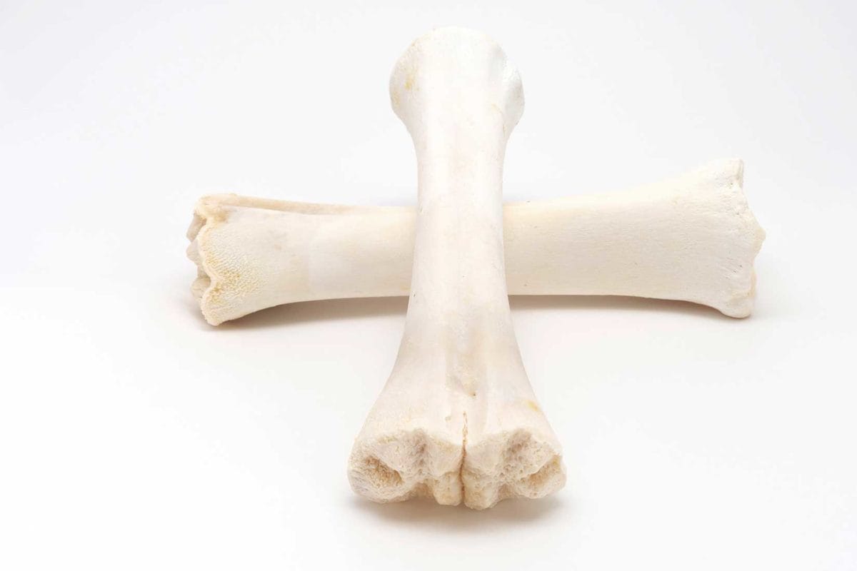 HUESO CALCIO - Imagen 3