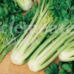 APIO LLENO BLANCO CLASICO