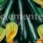 CALABACIN BELLEZA NEGRA