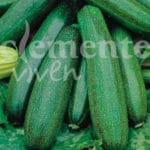 CALABACIN VERDE MATA CLASICO