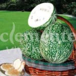 CALABAZA CABELLO ANGEL