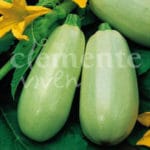 CALABACIN BLANCO PRECOZ