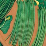 JUDIA DE METRO 80 GR.