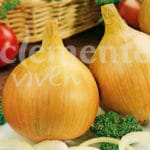 CEBOLLA BLANCA DULCE FUENTES