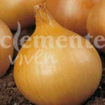 CEBOLLA VALENCIANA CLASICO