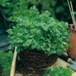 CILANTRO (PEREJIL ARABE)