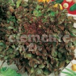 LECHUGA HOJA ROBLE CLASICO
