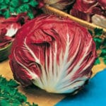 ACHICORIA PALLA ROSA