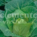 COL CORAZON BUEY CLASICO