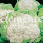 COLIFLOR BOLA DE NIEVE