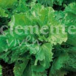 ESCAROLA CORNETA CLASICO