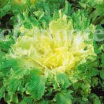 ESCAROLA GIGANTE HORTELANA CLASI