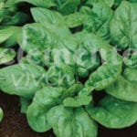 ESPINACA VIROFLAY CLASICO