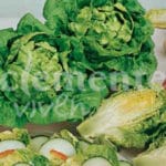 LECHUGA COGOLLO TUDELA