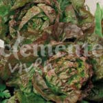 LECHUGA CUATRO ESTACIONES