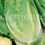 LECHUGA ROMANA RUBIA