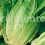 LECHUGA ROMANA VERDE