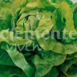 LECHUGA TROCADERO CLASICO