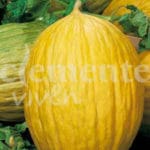 MELON AMARILLO CLASICO