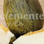 MELON PIÑONET PIEL SAPO