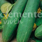 PEPINO LARGO ASHLEY CLASICO