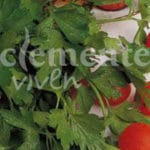 PEREJIL HOJA LISA CLASICO