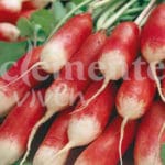 RABANITO MEDIO LARGO