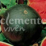 SANDIA SUGAR BABY CLASICO