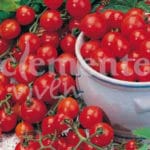 TOMATE CEREZA CLASICO