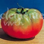 TOMATE MUCHAMIEL CLASICO