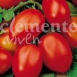 TOMATE RIO GRANDE CLASICO