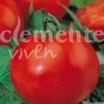 TOMATE TRES CANTOS CLASICO