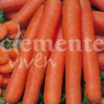 ZANAHORIA NANTESA CLASICO
