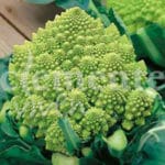 COLIFLOR ROMANESCO CLASICO