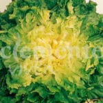 ESCAROLA DOBLE VERANO CLASICO