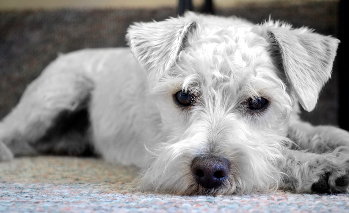 20200401 protege perro garrapatas