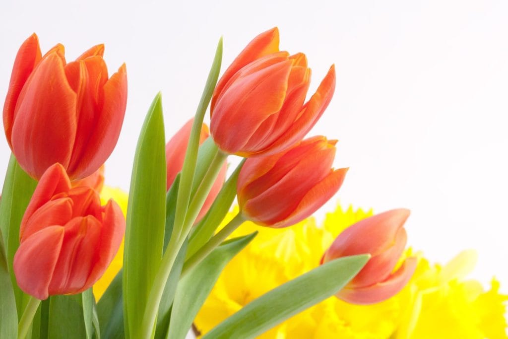 20200427 felicidades mama dile quieres flores 07