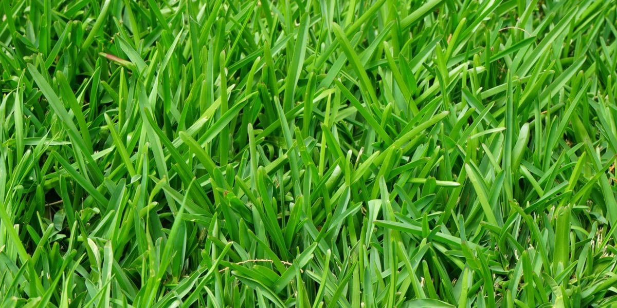 20210410_mow-saver-cesped-ideal-menor-mantenimiento_3