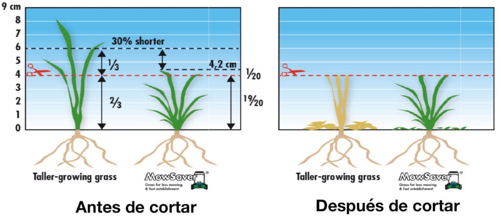 20210410_mow-saver-cesped-ideal-menor-mantenimiento_4