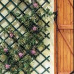 CELOSIA PVC EXTENSIBLE 1x2 VERDE