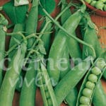 GUISANTE LINCOLN 250 GR.