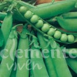 GUISANTE SENADOR 250 GR.