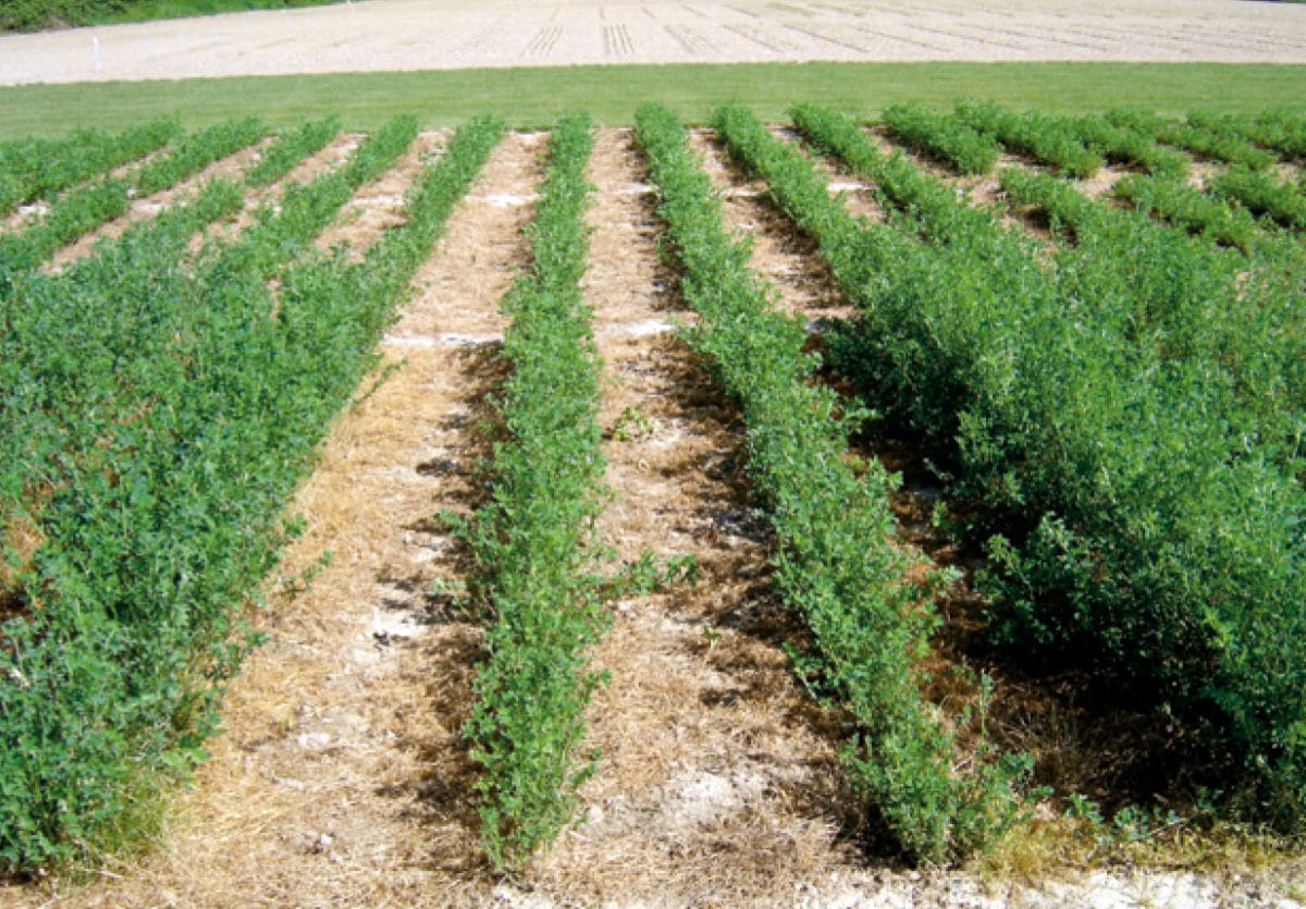 ALFALFA VERDOR SIEMBRA 1 KG. - Imagen 1