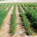 ALFALFA VERDOR SIEMBRA 1 KG.